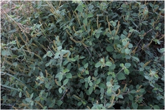 Acalypha alnifolia